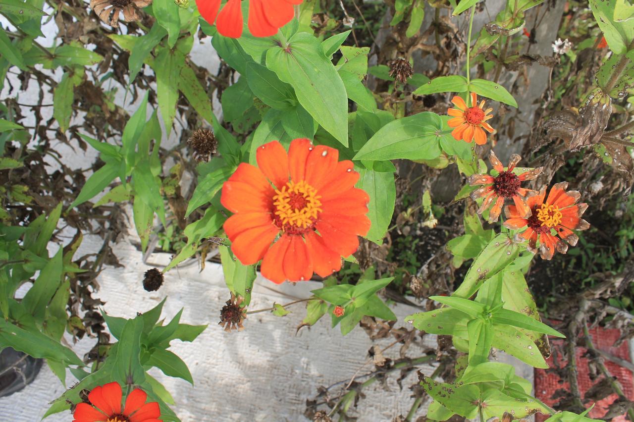 Real Primaveras Campestre Escárcega Eksteriør billede
